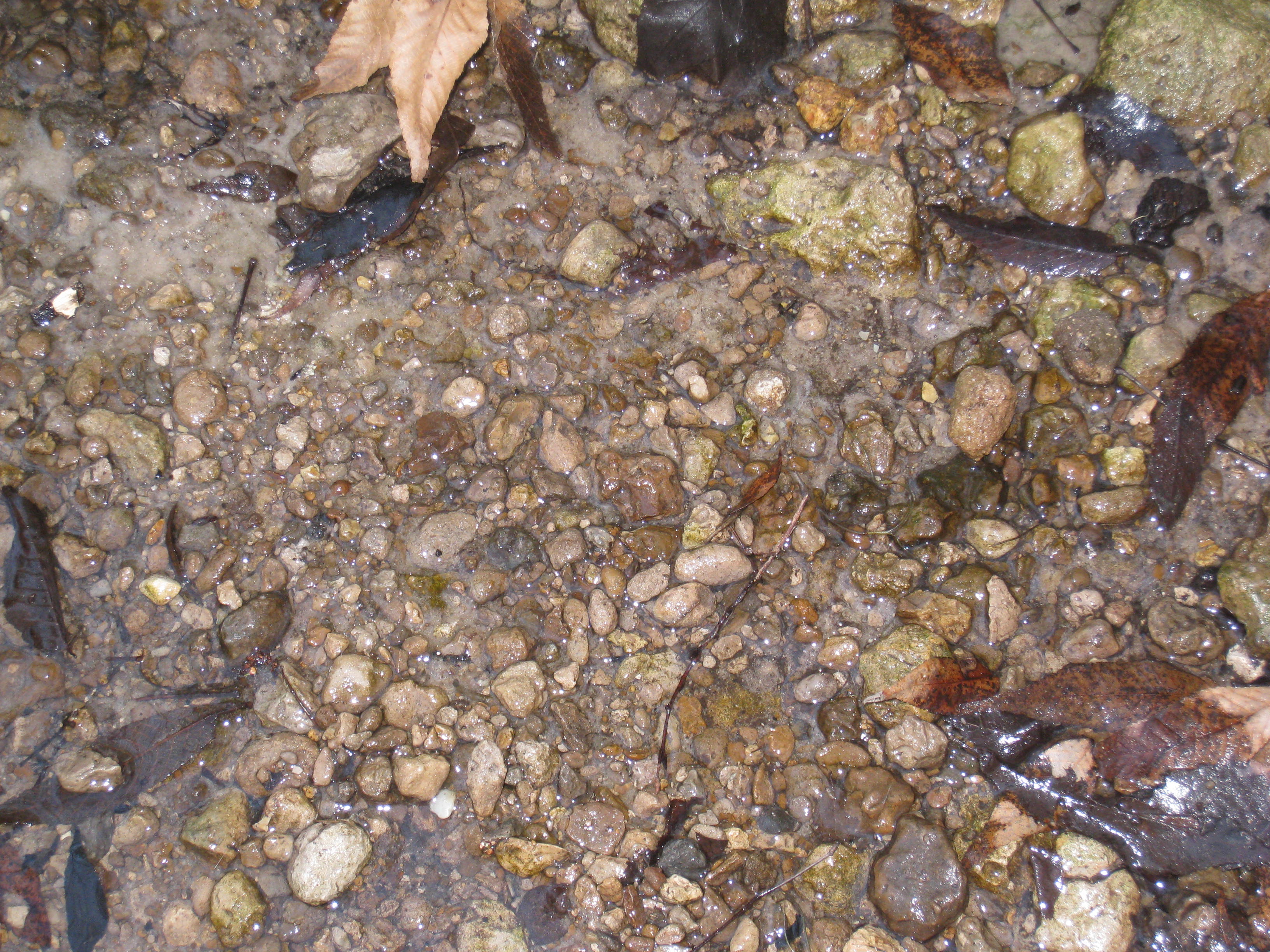 Fossilized Florida A Guide to Finding Fossils in Florida's Creeks Visit Natural North Florida