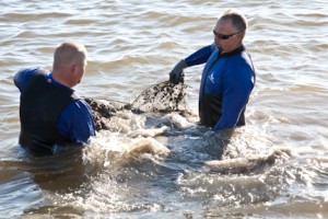 Pulling bags of clams from the Gulf at Cedar Key