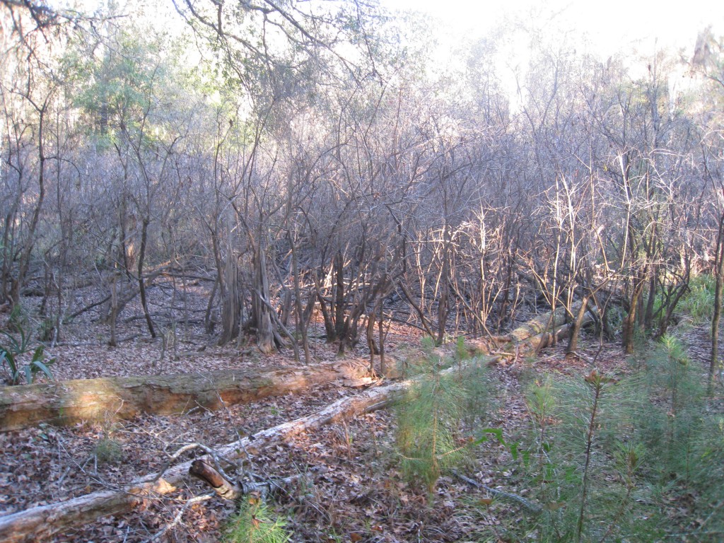 San Felasco