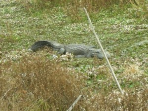 gator