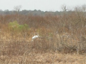 Whooping Cranes