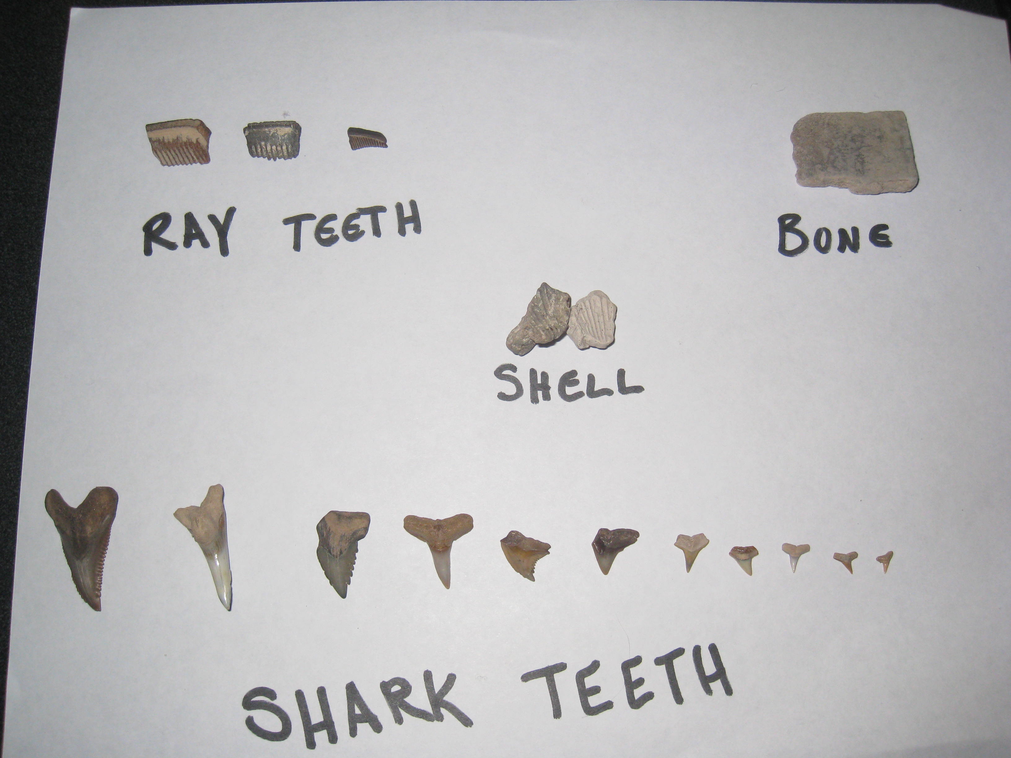 Fossilized Florida A Guide to Finding Fossils in Florida's Creeks Visit Natural North Florida