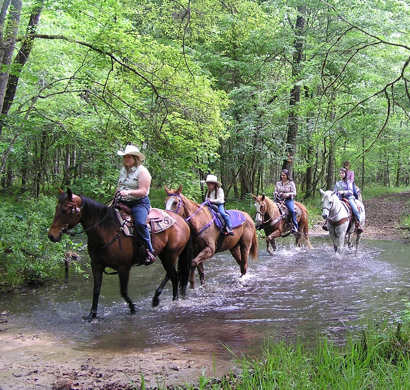 R.O. Ranch Mayo's Equestrian Paradise Visit Natural North Florida