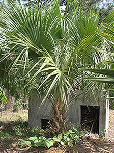 Young Sabal Palmetto