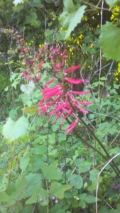 cherokee bean