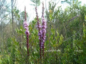 Blazing Star