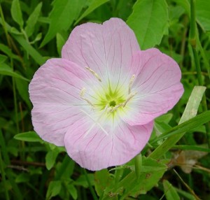 Primrose