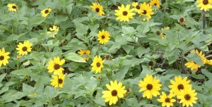 dune sunflower
