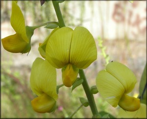 showy rattlebox