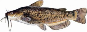 Brown Bullhead