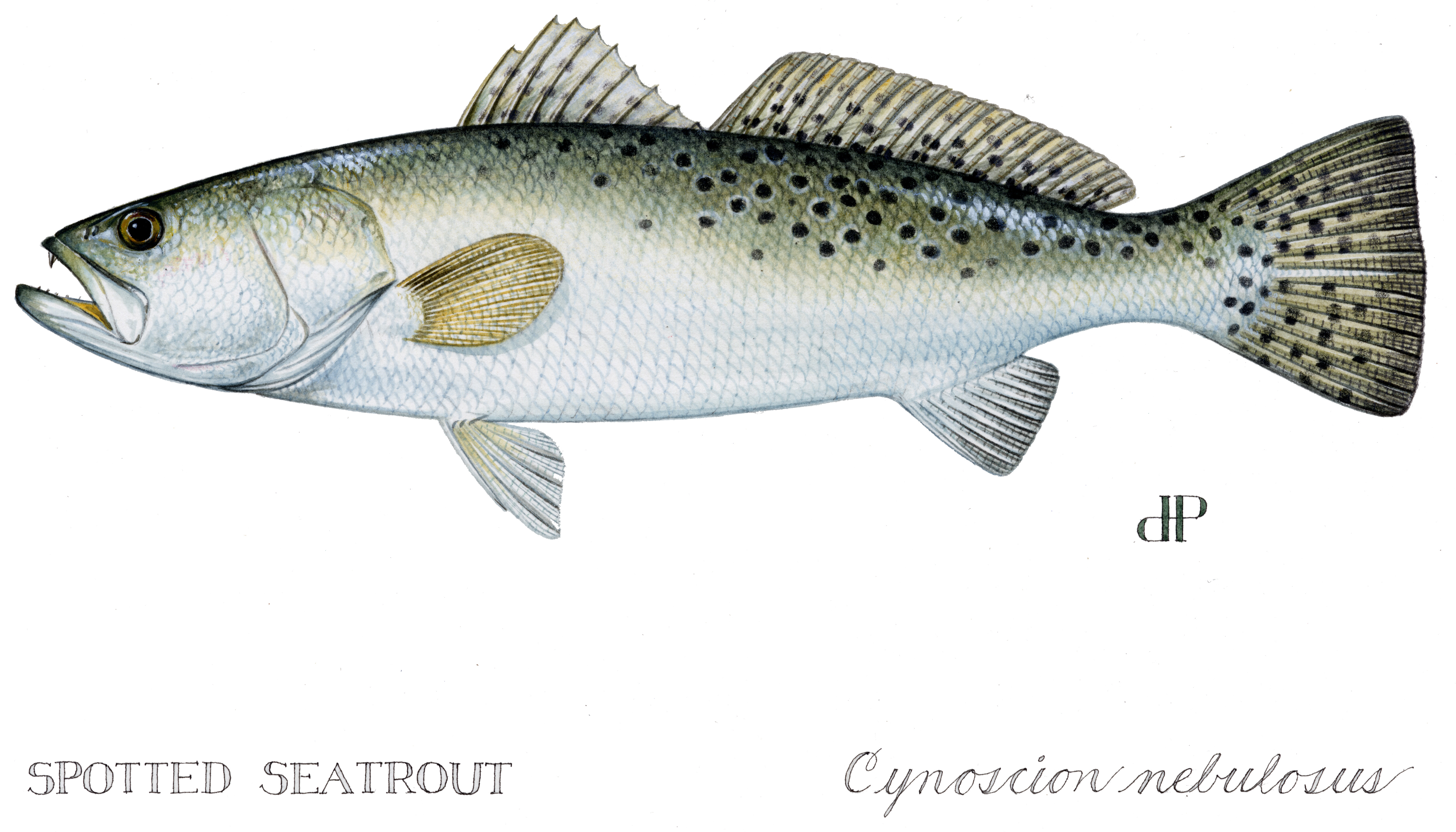 The Spotted Sea Trout - Visit Natural North Florida