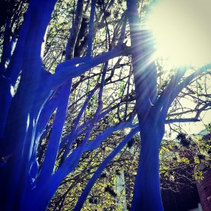 Blue Trees at the UF Campus