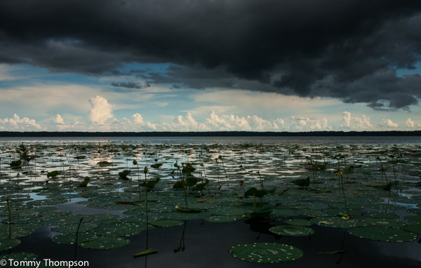 Florida's lakes are excellent habitat for American alligators