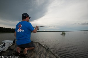 Fishing rods rigged with "snatch hooks" are used to hook wary gators