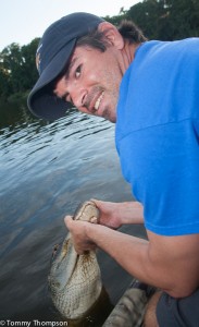 Small gators (under 8-feet) are released unharmed