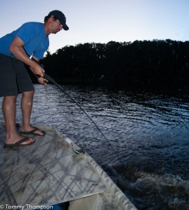 Small gators tend to roll boatside, breaking rods and tearing up tackle
