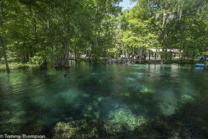 There are several springs at Ginnie Springs.   Each has a different look!