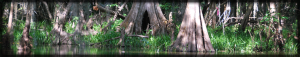 Cypress tree-ringed Newnans Lake in Alachua County Florida is just a few miles from the University of Florida campus in Gainesville.