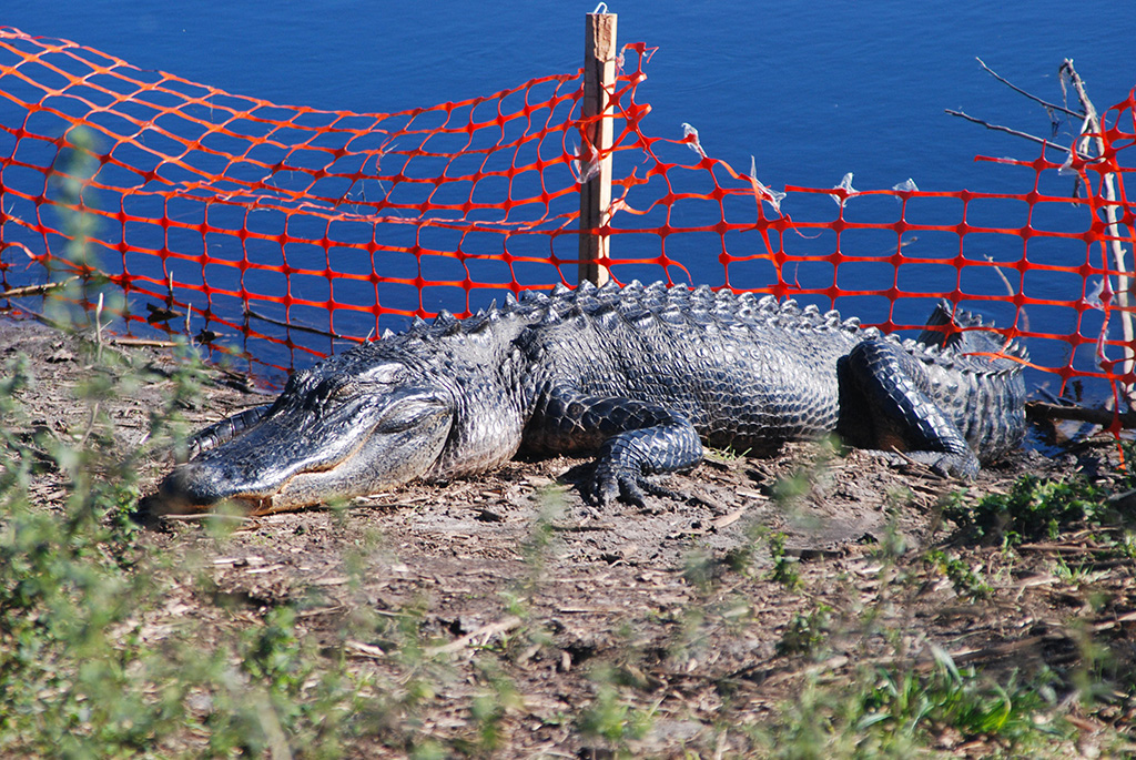 Alligators pay no mind to where the boundaries may be