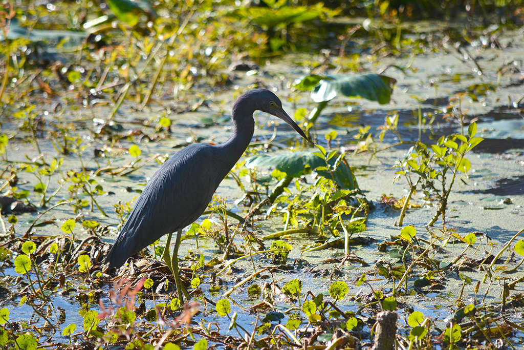 Little blue heron at Wacissa Springs in Jefferson County Florida