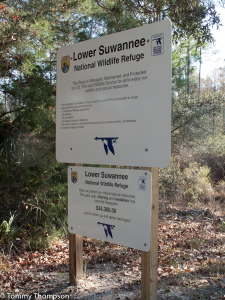 The Dixie Mainline road is managed as part of the Lower Suwannee National Wildlife Refuge