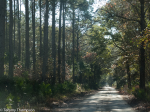 The Dixie Mainline connects CR349 and CR351 in Dixie County, FL