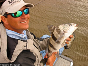 Black drum often cruise the deeper sides of oyster bars as well as creek channels.  Small ones make good table fare.