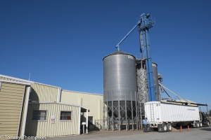 Williston Peanuts is located at 1309 SW7th Street in Williston (Just off SR121),  in Levy County.   