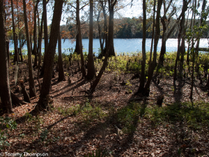 Expect views of the Suwannee River while visiting the Yellow Jacket RV Resort on Florida's Suwannee River