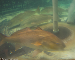 80-specially tagged redfish are just waiting to be tagged at the FWC/FWRI hatchery!