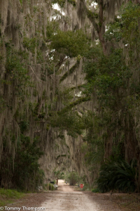 Cycling in Monticello, FL is like taking a trip into North Florida's past.  Live oaks, relaxed living and beautiful restored architecture abounds.