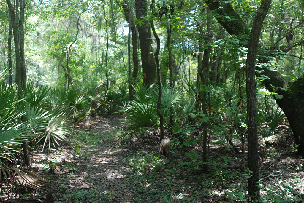 On the Florida Trail in Ellaville North Tract, Twin Rivers State Forest