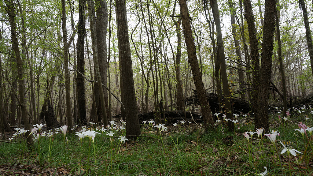 A constellation of lilies along Log Landing Road