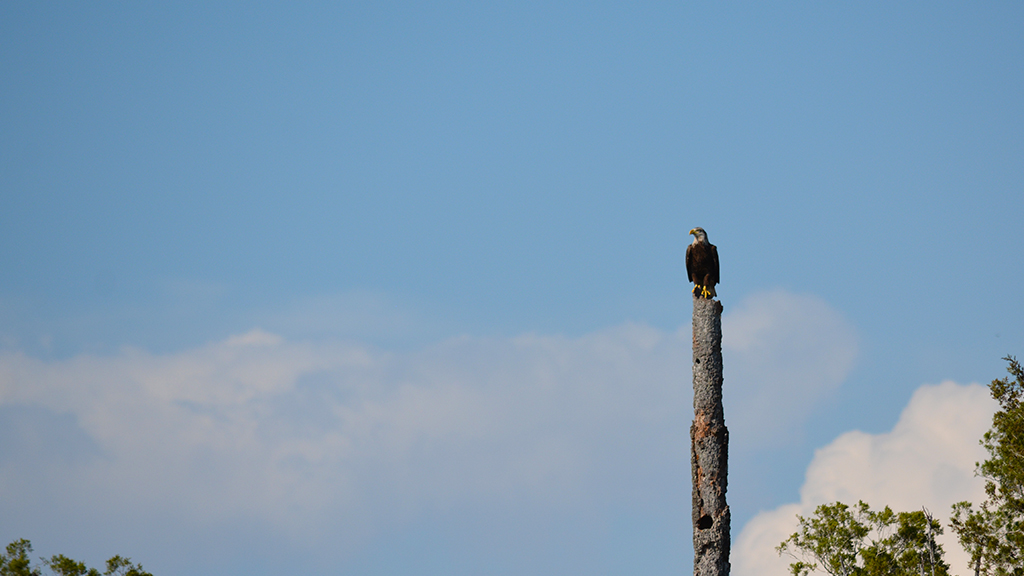 Bald eagle perched on a dead cabbage palm