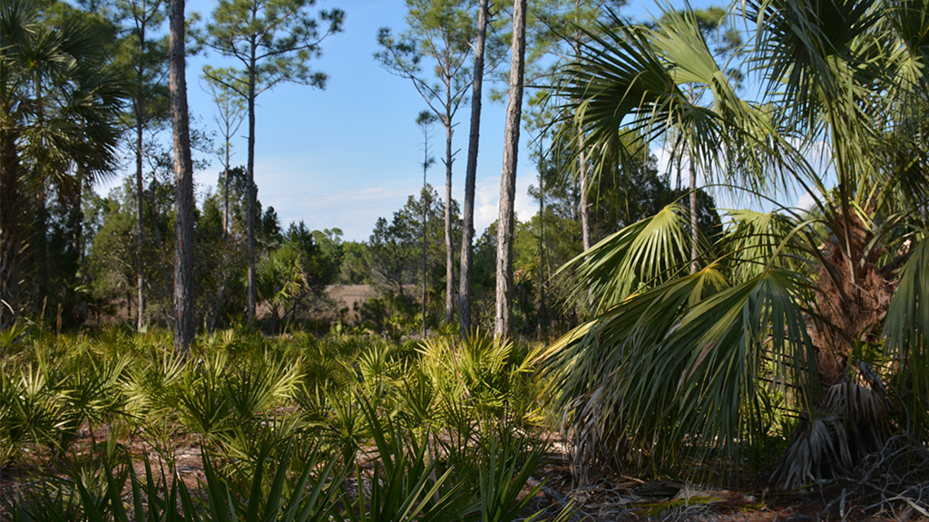 Pine flatwoods with a view on the Marsh Trail