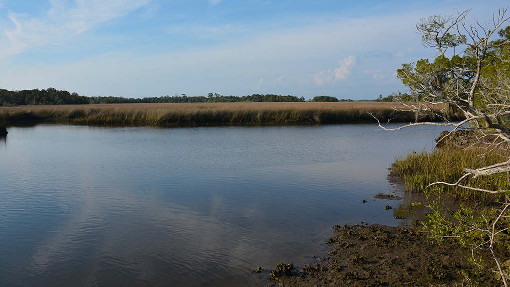Tidal creek at Withlacoochee Gulf Preserve