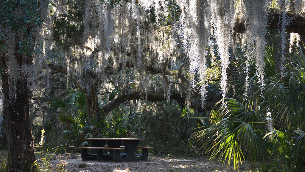 A perfect picnic spot in the oak hammock