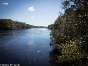 You'll cross Florida's famous Suwannee River about 3 miles north of Fanning Springs