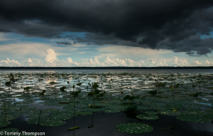 Just a quick drive from Gainesville, it's hard to beat the beauty and structure at Newnans Lake