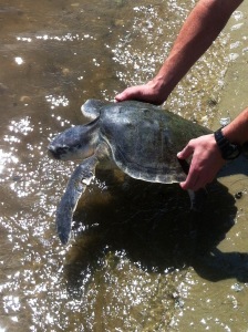 Turtle research is just aspect of the research dona at the Marine Laboratory