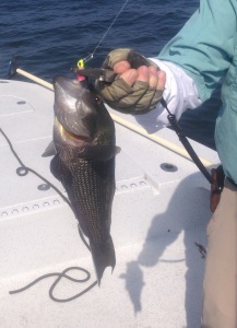 Light jig heads tipped with Berkley's Gulp! bait is a good choice for black sea bass.