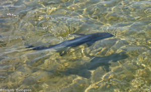 Don't mistake a swimming cobia for a shark!