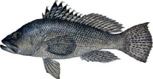 Centropristis striata, black sea bass