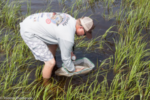 Tagged redfish were released in areas where anglers have easy access.