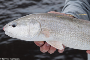 Here's what anglers will be targeting this summer on Florida's Gulf Coast--a CCA STAR tagged redfish!