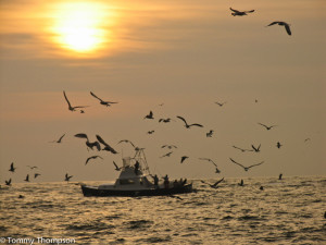 When you find striking fish in Florida's Gulf waters, you can expect to find birds!
