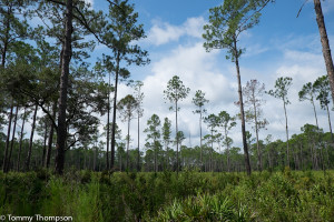 Expect to see pine forest reclamation in several areas of the park.