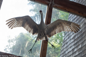 One of the many bird speccies you're likely to see here--the sandhill crane.