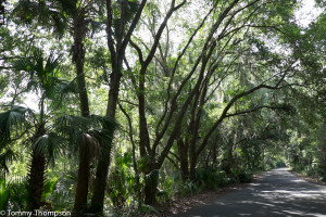 Lush hardwood hammocks and cypress swamps are found throughout the park.