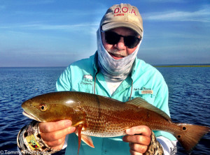 Redfish are a popular inshore fish species on Florida's Big Bend